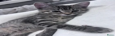British Shorthair 1