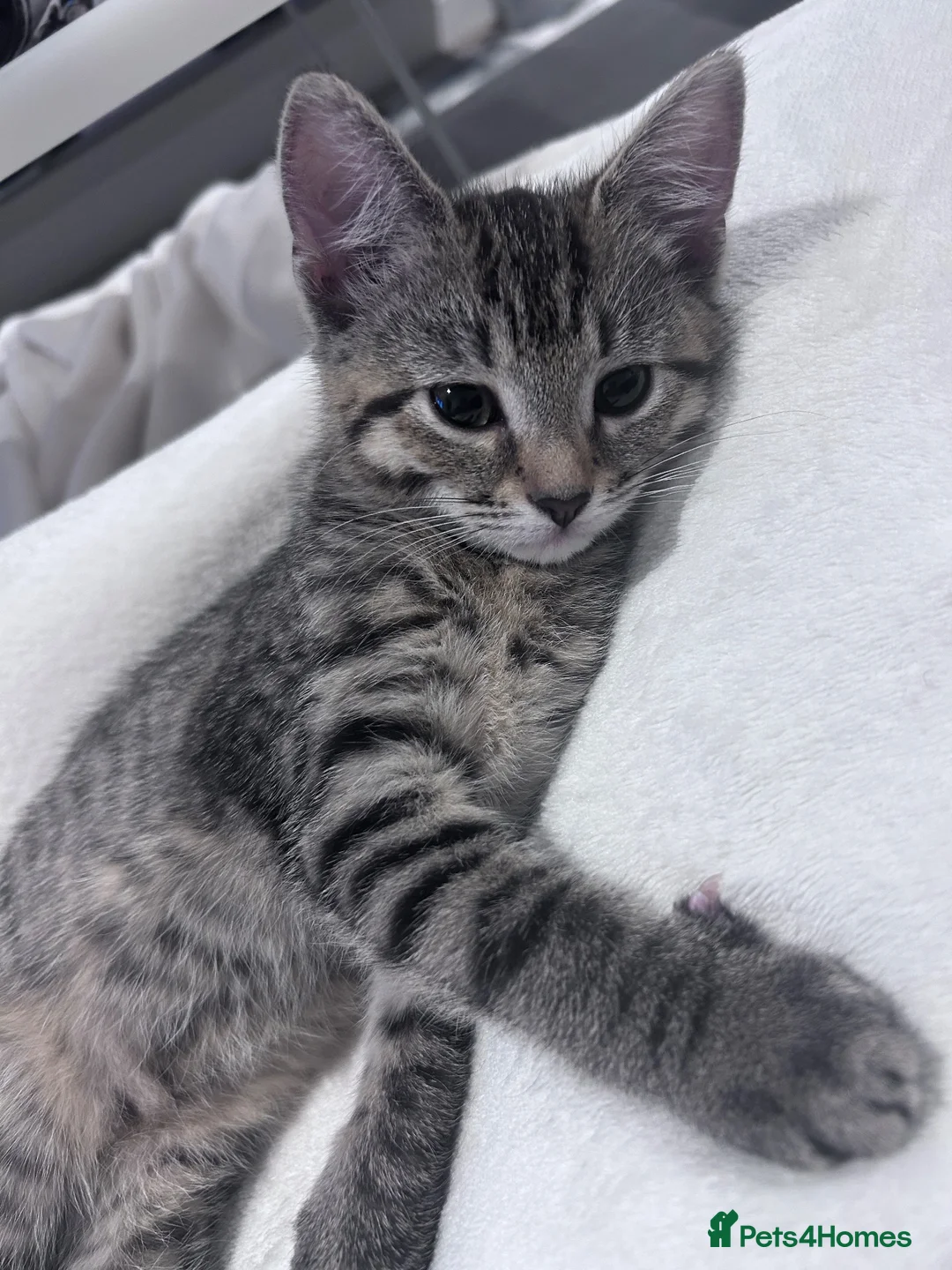 British Shorthair cats for sale: Single Female Kitten - Advert 2