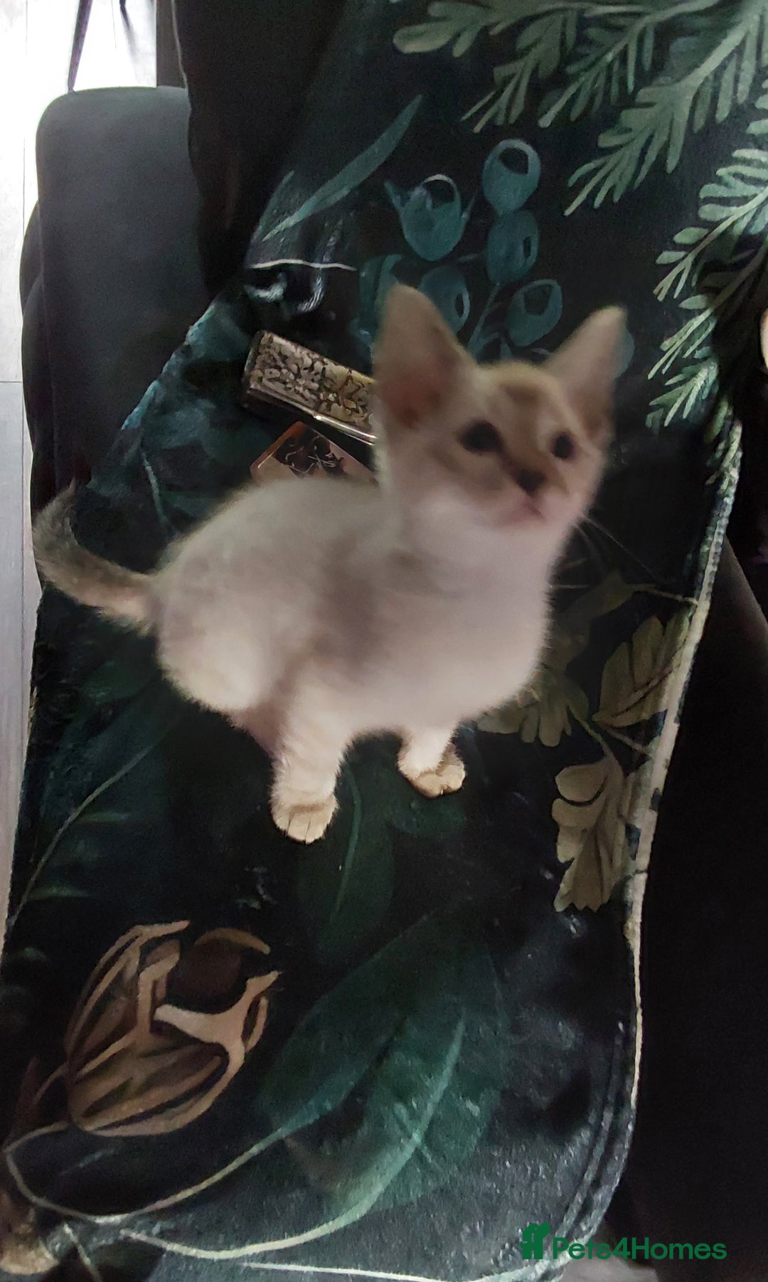 Bengal cats for sale: Snow bengal x seal point ragdoll kittens - Image 5