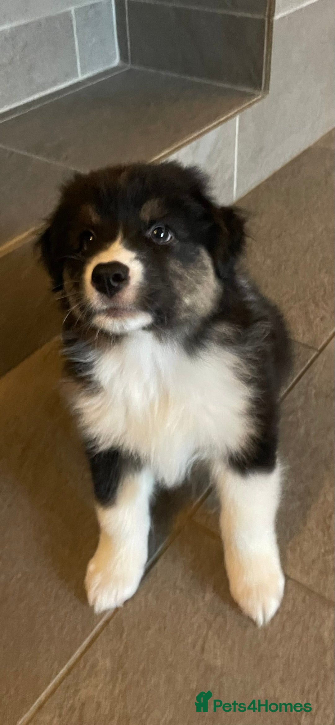 Australian Shepherd dogs for sale: Exceptional Australian Shepherd Puppies - Advert 17