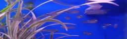 Other/Mixed Breed fish for sale: Full Aquatic Stocklist Manchester Pet's & Aquatics - Advert 18