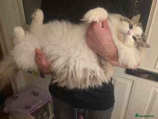 Ragdoll cats GCCF/TICA ACTIVE REGISTERED Championbloodline stud in Leyland - Advert 8
