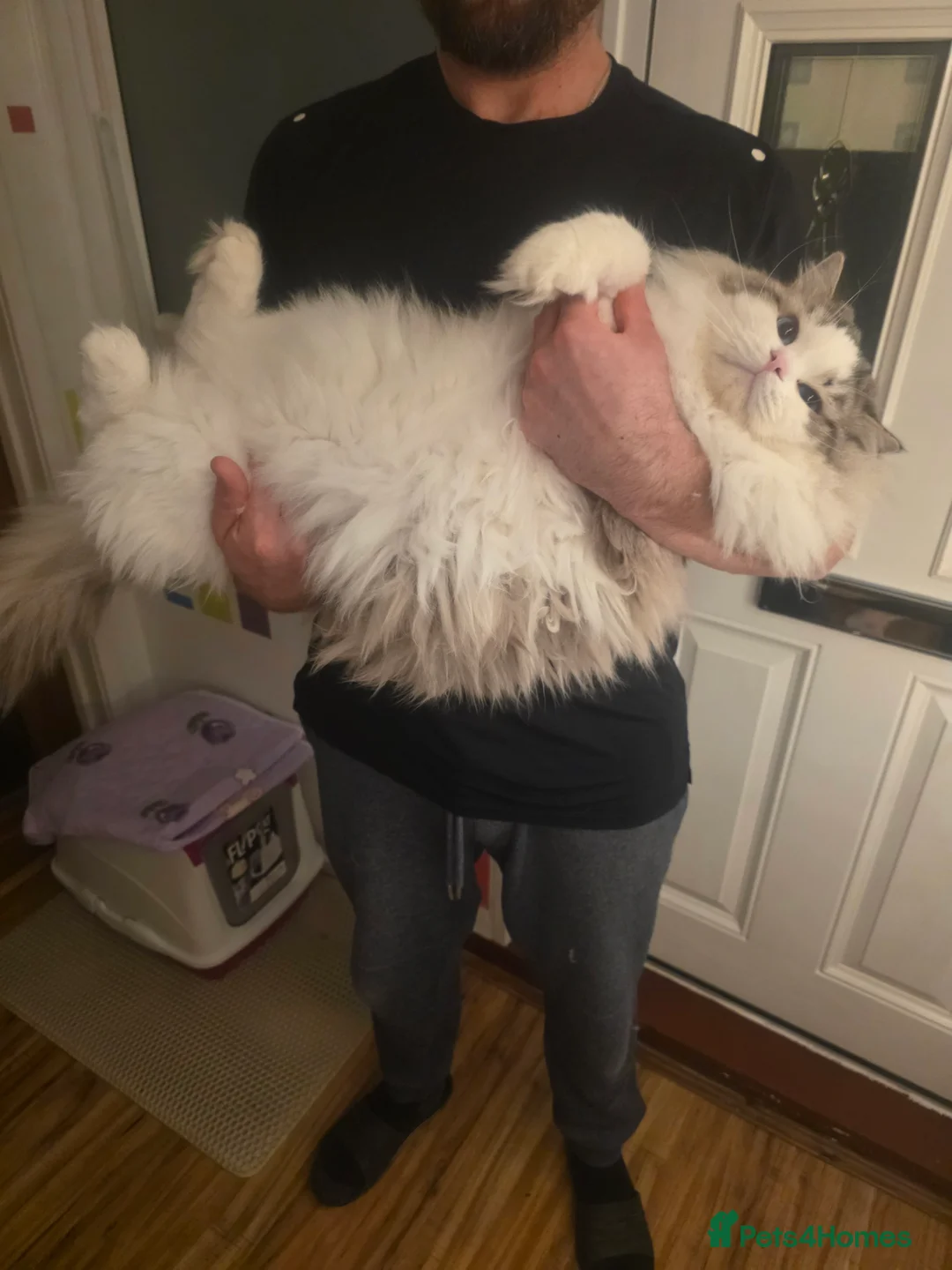 Ragdoll cats for stud: GCCF/TICA ACTIVE REGISTERED Championbloodline stud in Leyland - Advert 6