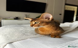 Abyssinian cats for sale: Perfect Boy Ready to Go 😻💙 - Image 38