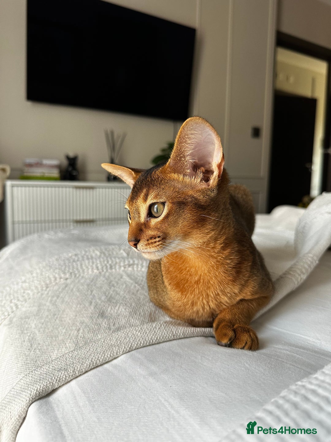 Abyssinian cats for sale: Perfect Boy Ready to Go 😻💙 - Image 38