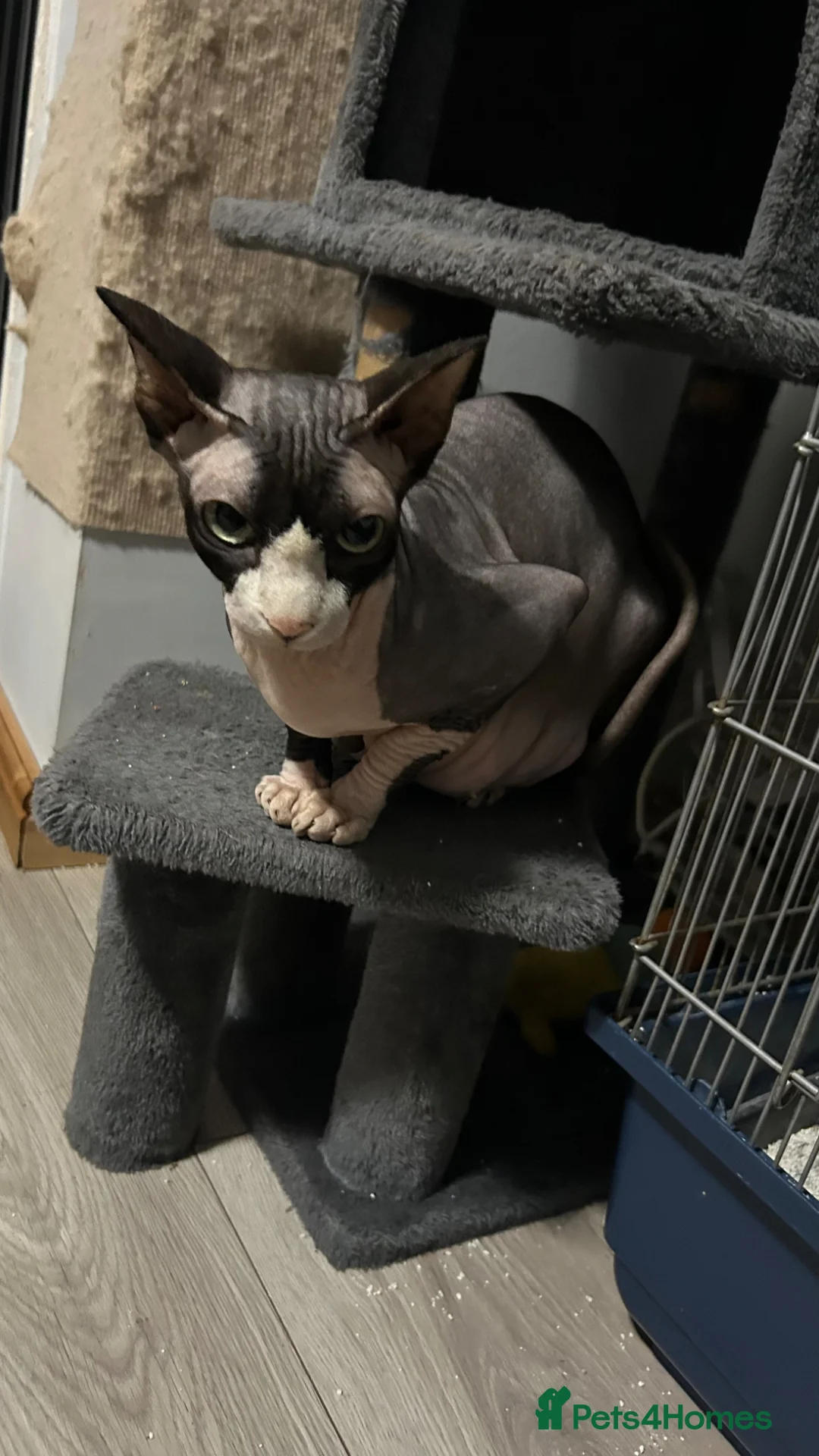 Sphynx cats for sale: 5 amazing kittens looking forever home - Advert 1