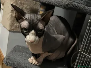 Sphynx cats 5 amazing kittens looking forever home - Advert 5