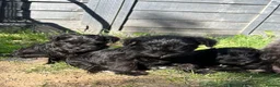 Miniature Schnauzer dogs for sale: Adorable KC registered Miniature Schnauzer Pupps - Advert 5