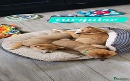 Japanese Shiba Inu dogs for sale: Stunning Shibas  in Llanybydder - Image 7