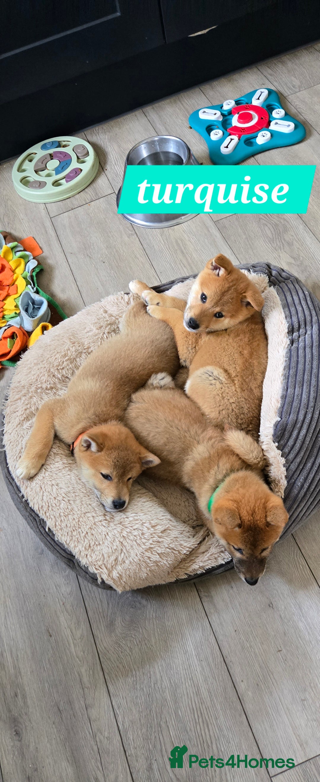 Japanese Shiba Inu dogs for sale: Stunning Shibas  in Llanybydder - Image 7
