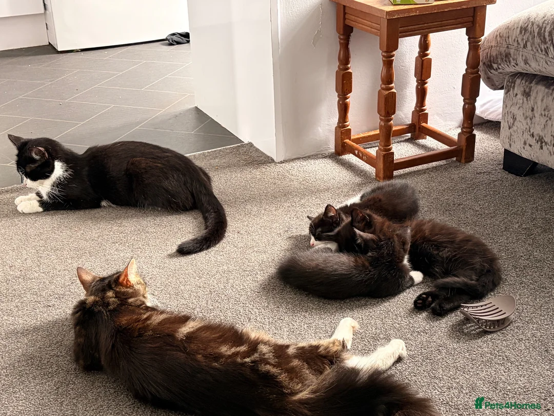Domestic Shorthair cats for sale: 4 adorable little black & white girls - Advert 2