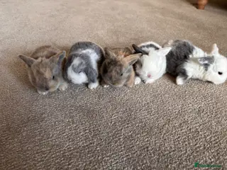 Mini Lop rabbits Mini lops for sale - Advert 15