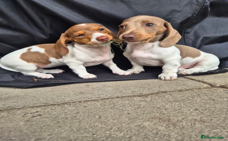 Miniature Dachshund dogs in Wigan - Advert 15