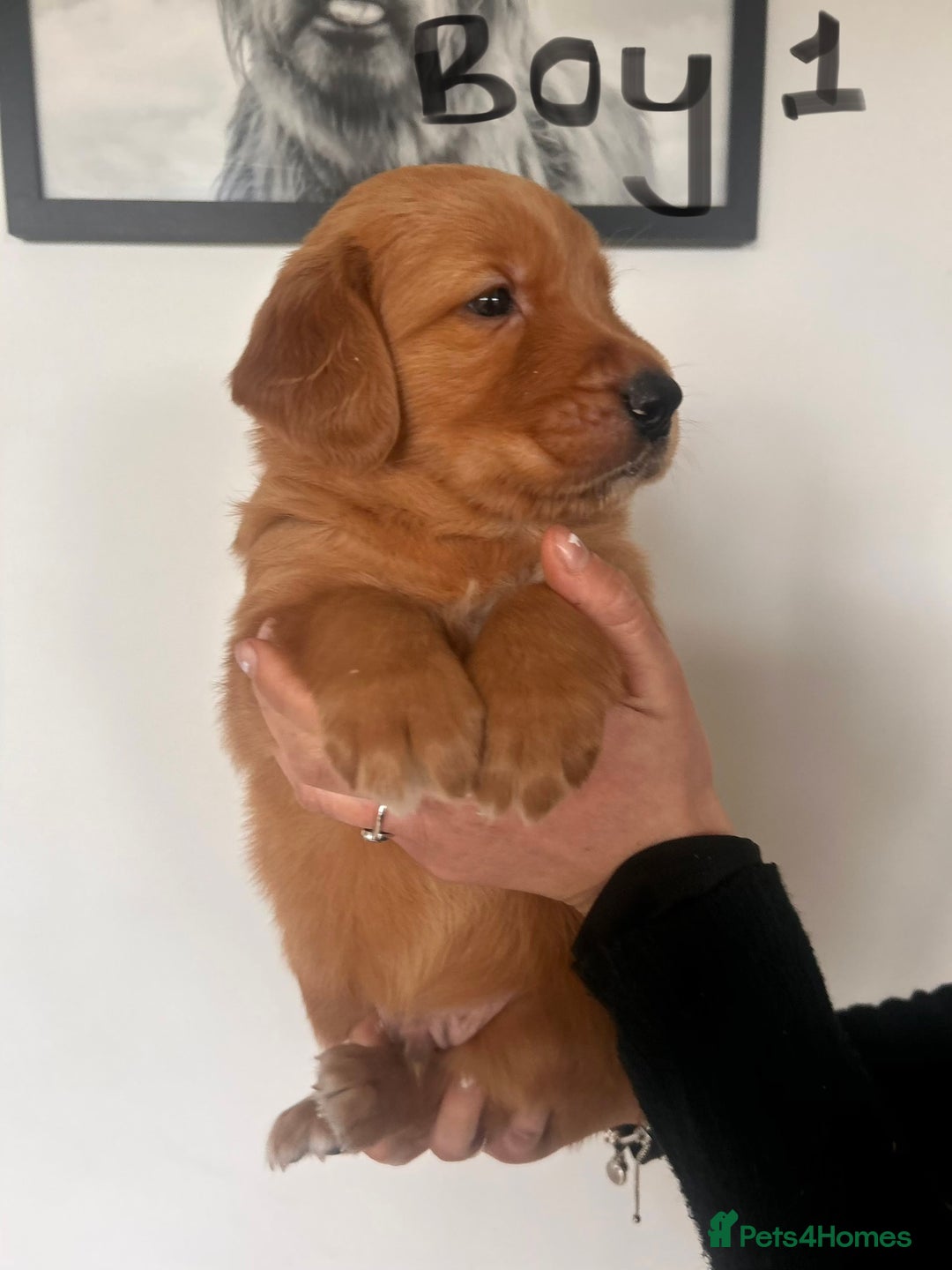 Golden Retriever dogs for sale: Dark Working Golden Retriever puppies - Advert 24