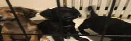 Mixed Breed dogs for sale: cockapoo x collie poo - Advert 9
