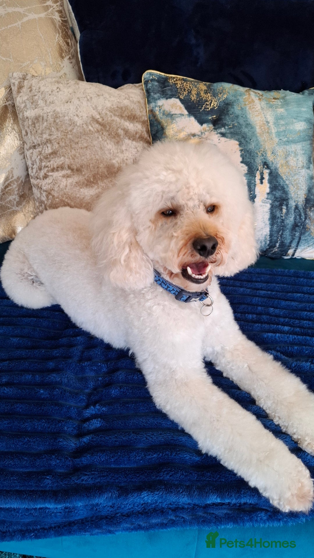 Toy Poodle dogs for stud: Buddy would like to breed puppies  in Liverpool - Image 1