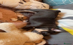 French Bulldog dogs for sale: One lilac female French bulldog puppy left🐶🐾💞 - Image 3