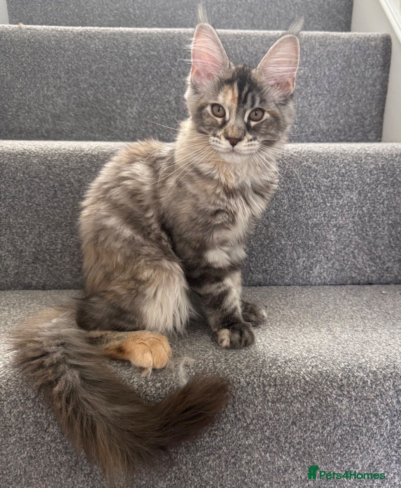 Maine Coon cats Champion line kittens 🥰 Ready to go☺️ - Advert 2