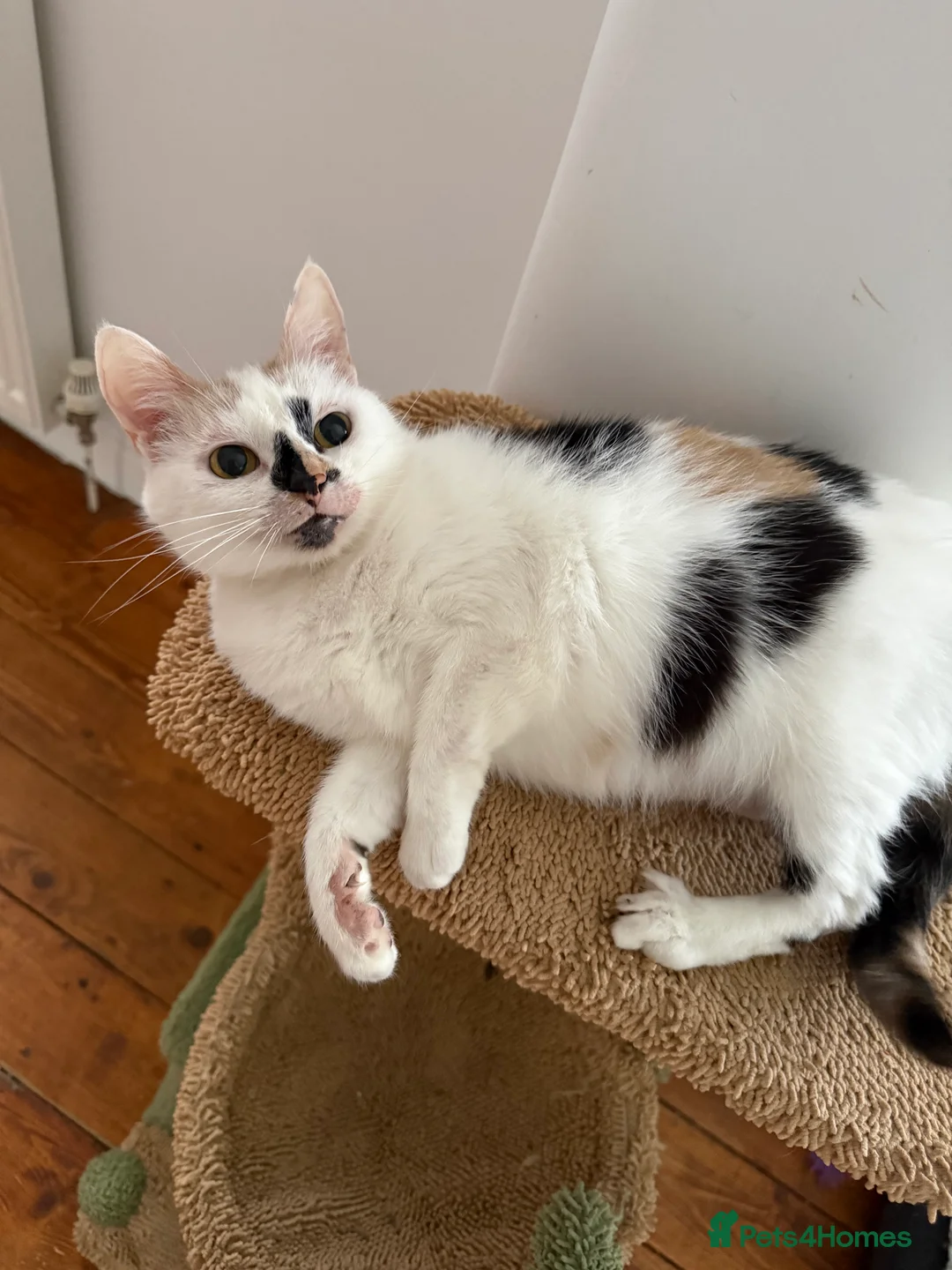 Mixed Breed cats for sale: 4 kittens for sale  - Advert 2