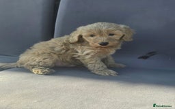 Cockapoo dogs for sale: Puppies  - Image 13