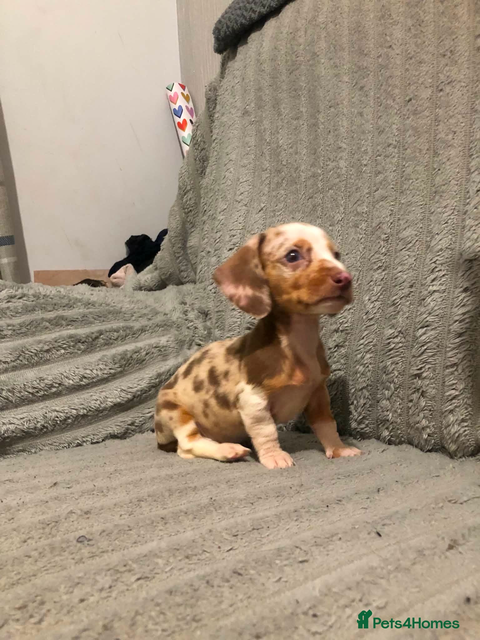 Miniature Dachshund dogs Colourful litter 4 Dachshunds left  - Advert 1