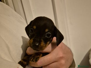 Miniature Dachshund dogs ❤️ 🐕 Miniature Dachshunds - Advert 2