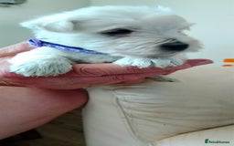West Highland Terrier dogs for sale: Westie boy and girls - Image 2