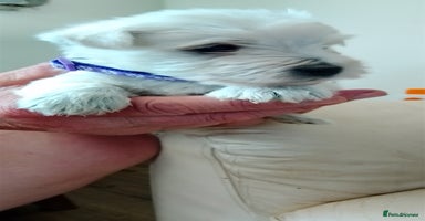 West Highland Terrier dogs - Advert 1