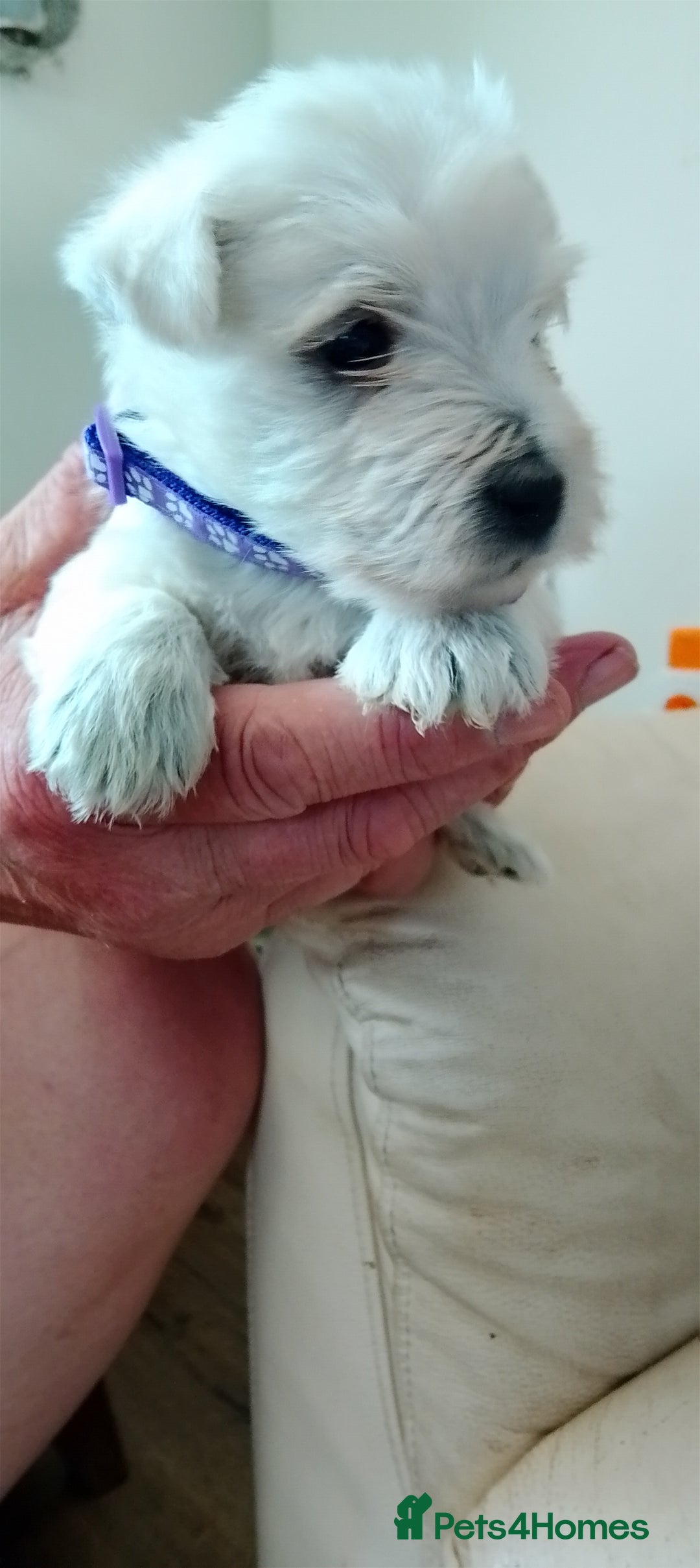 West Highland Terrier dogs for sale: Westie boy and girls - Image 2