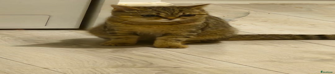 Scottish Fold Kitten 2