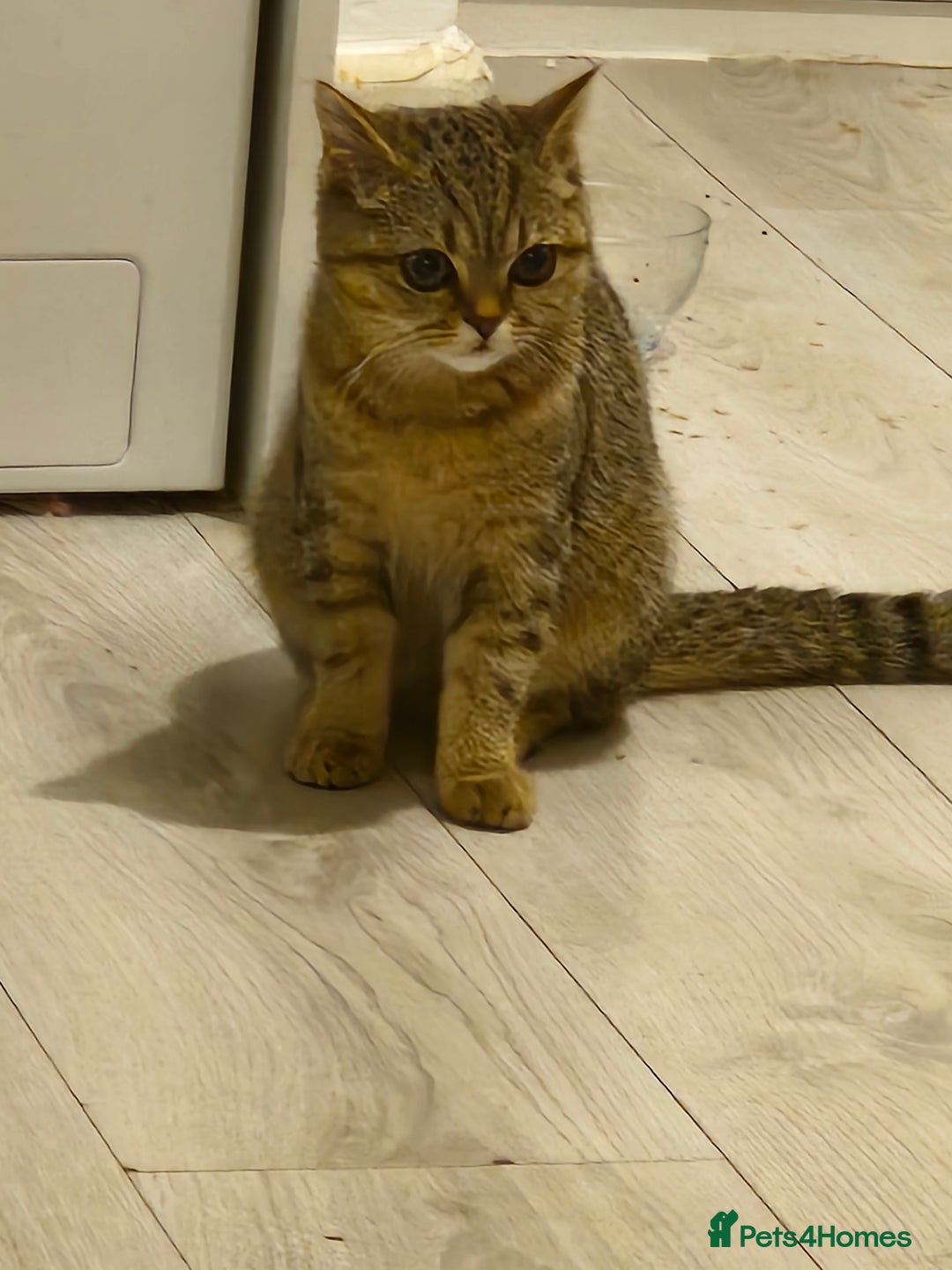 Scottish Fold cats for sale: Full pedigree Scottish Fold kitt(ready to go now)  - Image 9