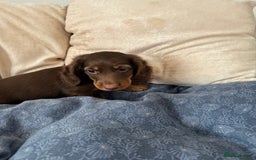 Dachshund dogs for sale: Mini Dachshund long haired  - Image 7
