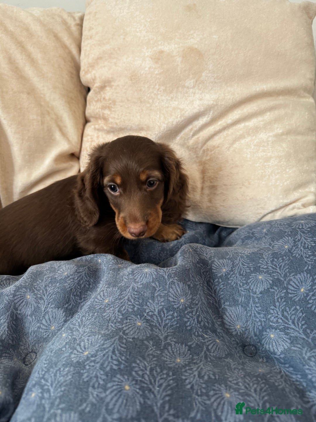 Dachshund dogs for sale: Mini Dachshund long haired  - Image 7