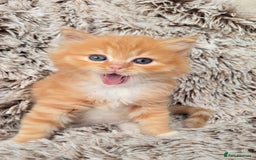 Mixed Breed cats for sale: Red Ginger fluffy kitten boy mix Ragdoll Siberian  - Image 5