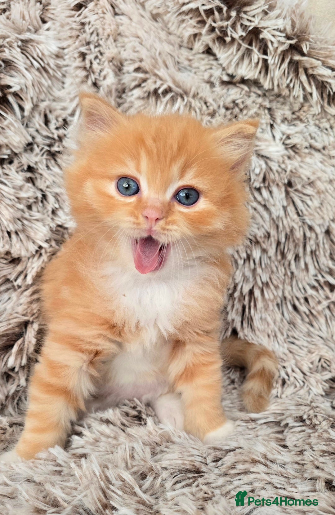 Mixed Breed cats for sale: Red Ginger fluffy kitten boy mix Ragdoll Siberian  - Image 5