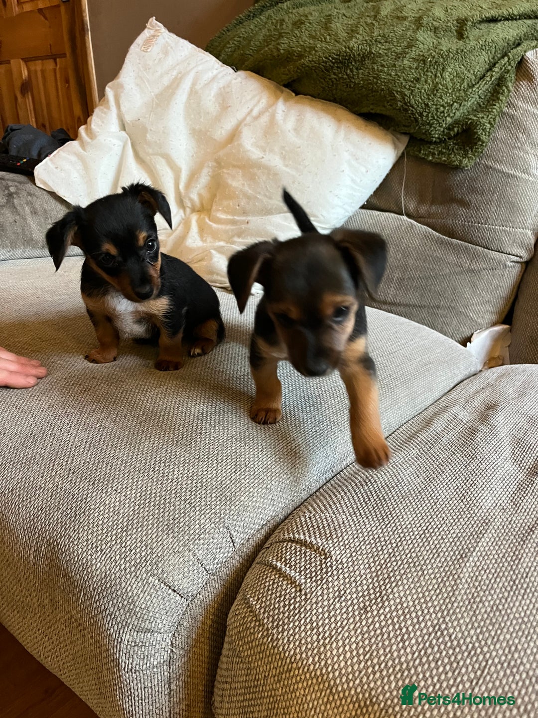 Jack Russell dogs for sale: Jack Russell puppies for sale - Advert 37