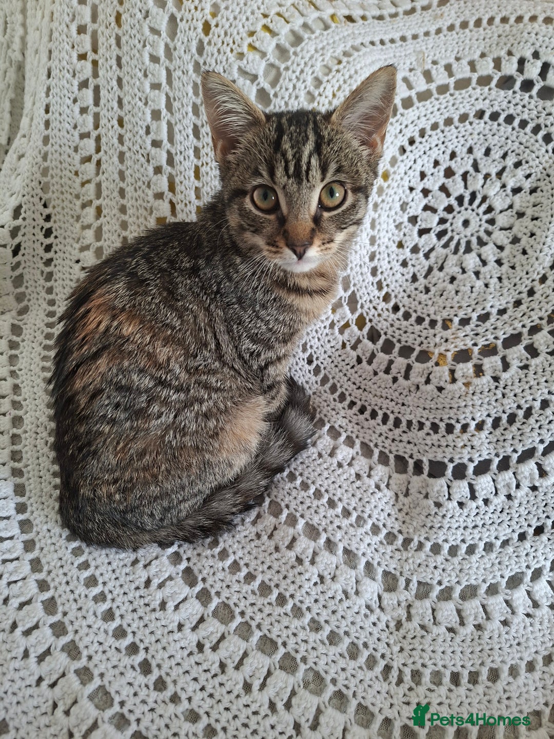 Domestic Shorthair cats for sale: Miss alice s - Advert 6