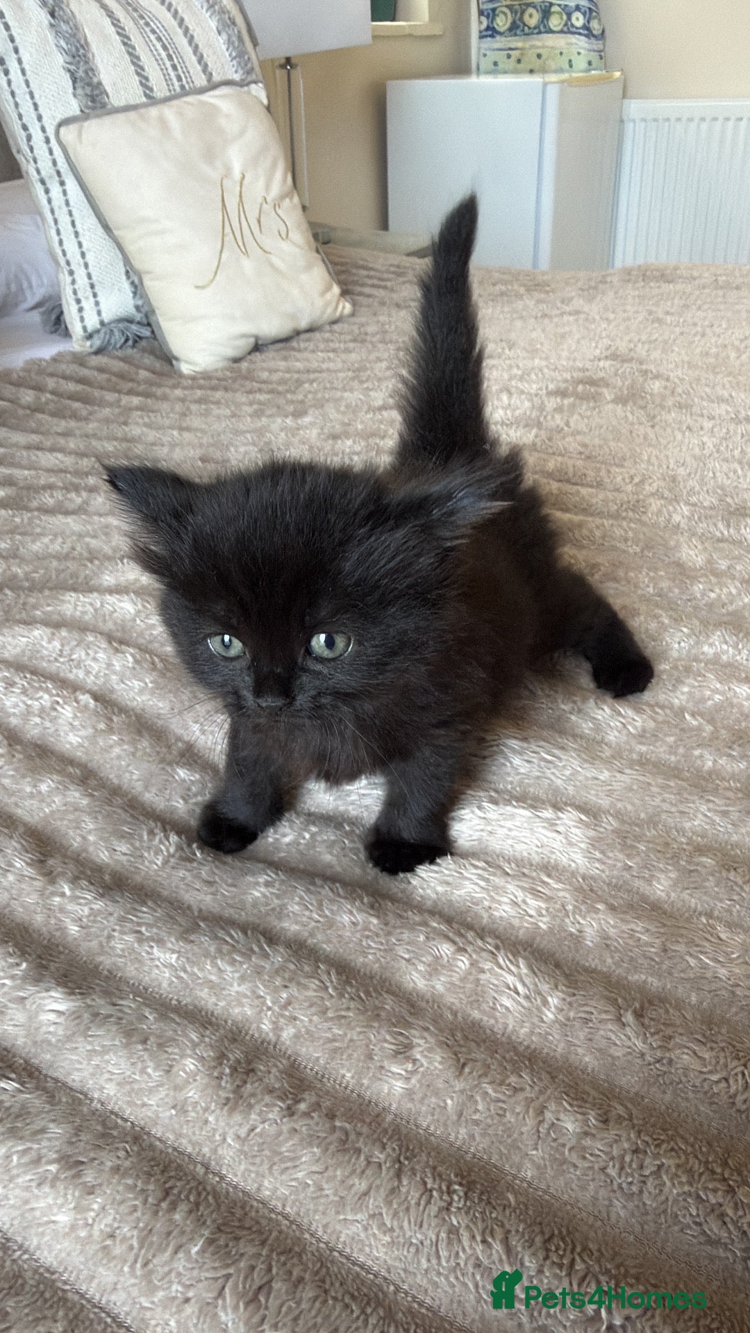 Mixed Breed cats kitten - Advert 6