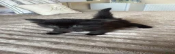 Mixed Breed cats for sale: kitten - Advert 1