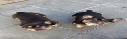 French Bulldog dogs for sale: FRENCH BULL DOGS FOR SALE - Advert 5