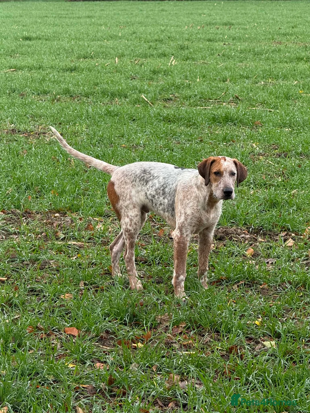 Mixed Breed dogs for sale: Spaniel X Foxhounds - Advert 13