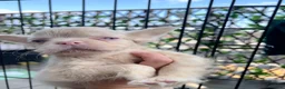 French Bulldog dogs for sale: BLUE AND PINK FLOODLES/FULL FLUFFY  FRENCH PUPPIES - Advert 39