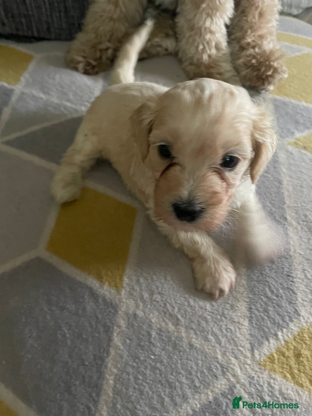 Mixed Breed dogs for sale: Miniature pups, will be available 5th  February  - Advert 2