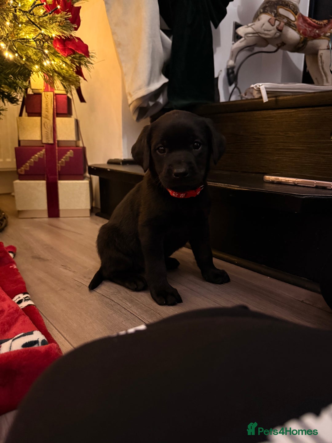 Labrador Retriever dogs for sale: Beautiful Black Pedigree Labrador Puppies - Advert 11