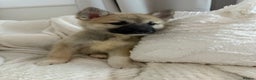 Huskita dogs for sale: READY NOW Huskita Puppies - Advert 6