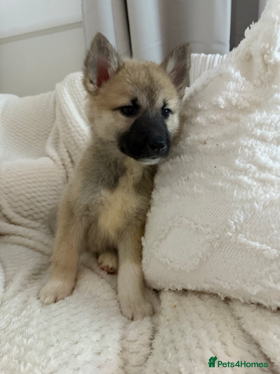 Huskita dogs for sale: READY NOW Huskita Puppies - Advert 6