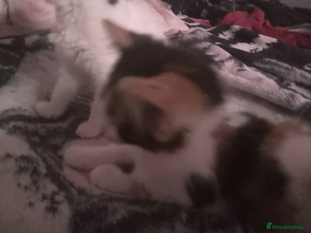 Mixed Breed cats for sale: Tilly and Maisey  - Advert 2