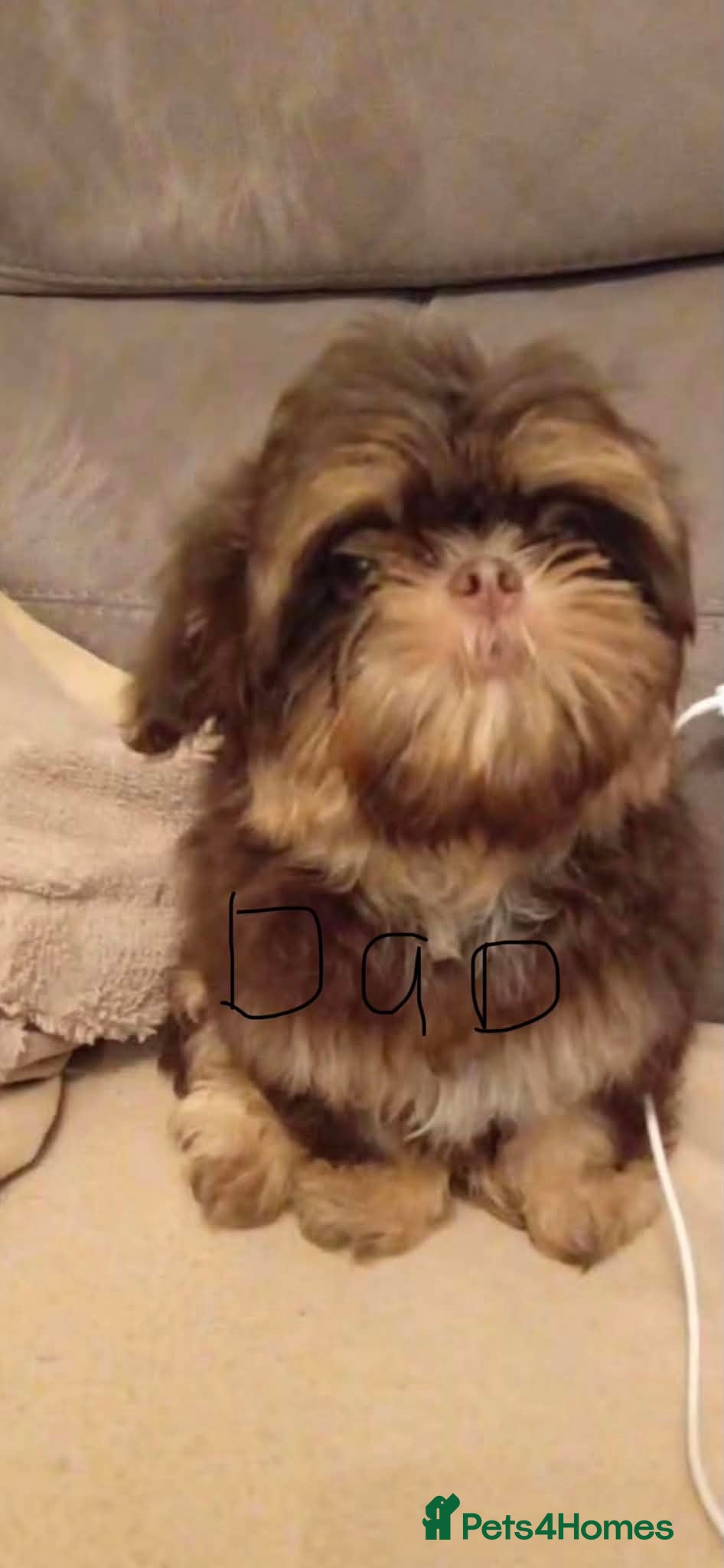 Shih Tzu dogs Imperial dobie shih tzu - Advert 2