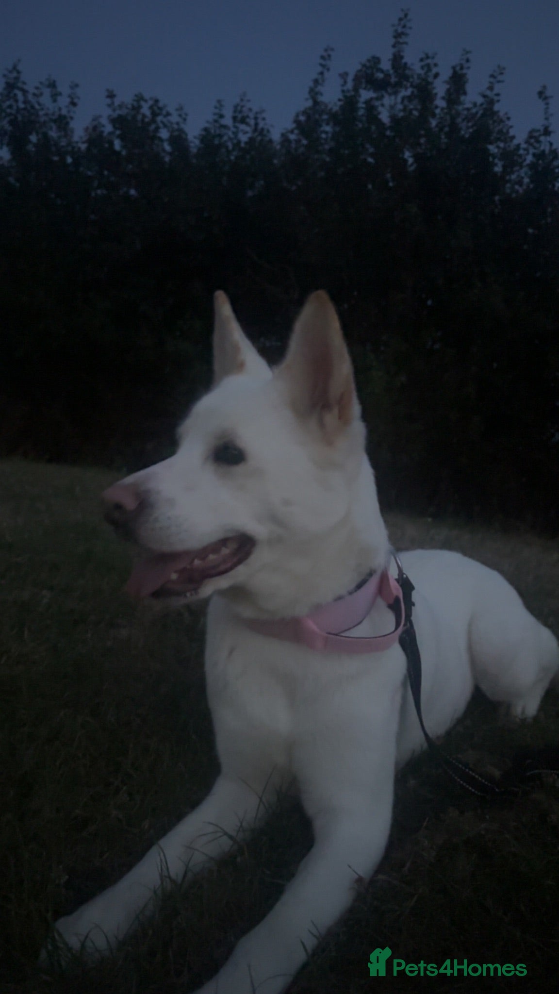 Mixed Breed dogs gorgeous akita mix for sale - Advert 1