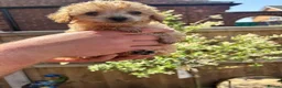 Toy Poodle dogs for sale: Beautiful Litter of Toy Poodle Pups  - Advert 3